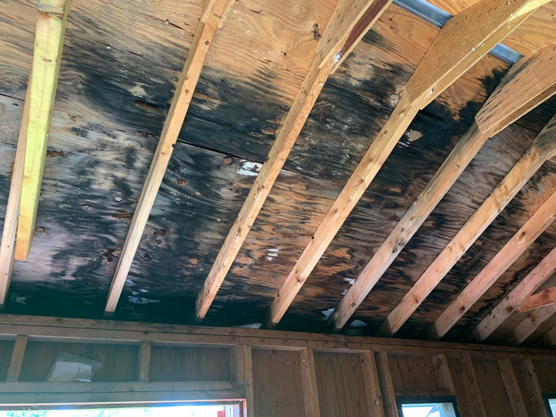 Wooden Ceiling with Black Molds 